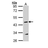 Argininosuccinate Lyase antibody from Signalway Antibody (22249) - Antibodies.com