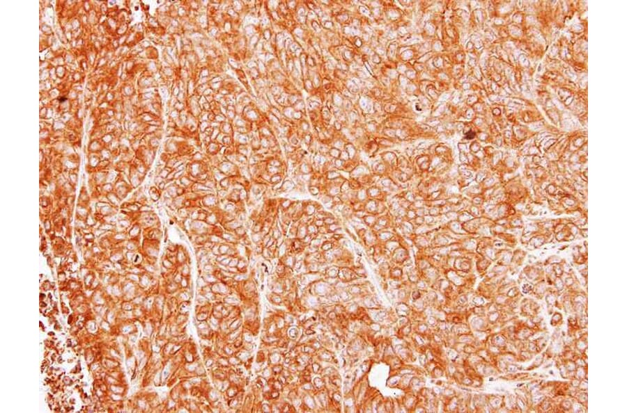 Immunohistochemistry - Argininosuccinate Lyase antibody from Signalway Antibody (22249) - Antibodies.com