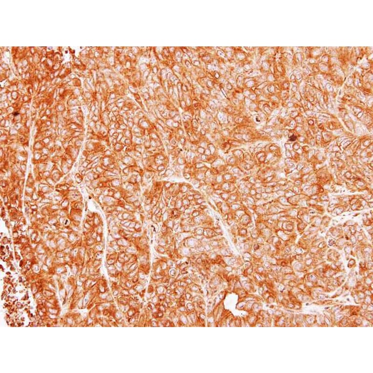 Immunohistochemistry - Argininosuccinate Lyase antibody from Signalway Antibody (22249) - Antibodies.com