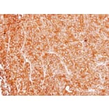 Immunohistochemistry - Argininosuccinate Lyase antibody from Signalway Antibody (22249) - Antibodies.com
