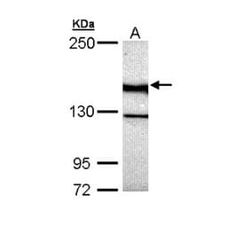 UNC13 (C. elegans)-like antibody from Signalway Antibody (23108) - Antibodies.com