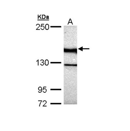 UNC13 (C. elegans)-like antibody from Signalway Antibody (23108) - Antibodies.com