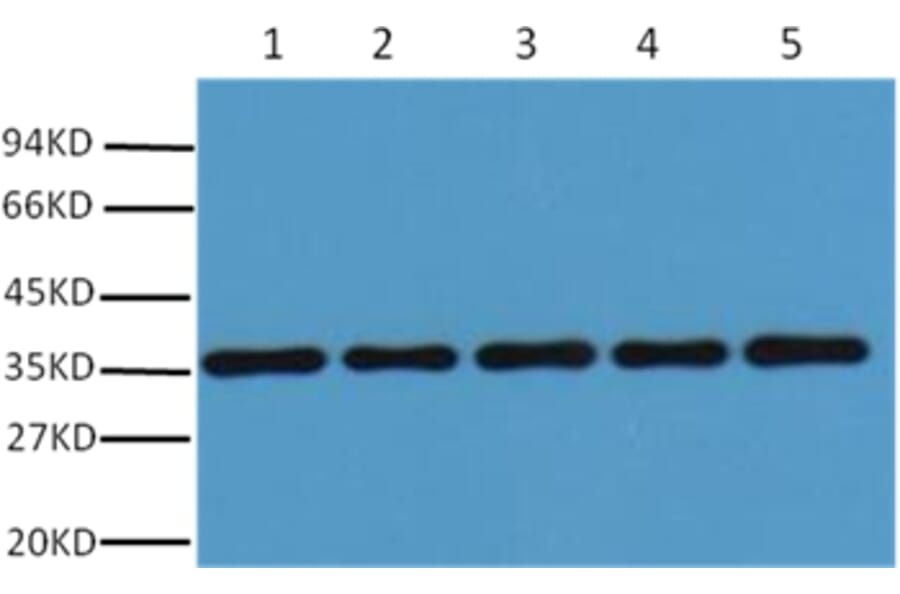 Western blot - GAPDH Rabbit Polyclonal Antibody from Signalway Antibody (37985) - Antibodies.com