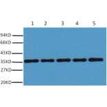 Western blot - GAPDH Rabbit Polyclonal Antibody from Signalway Antibody (37985) - Antibodies.com