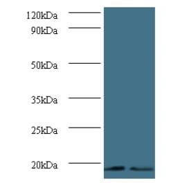 Histone H3.3 Polyclonal Antibody from Signalway Antibody (42256) - Antibodies.com