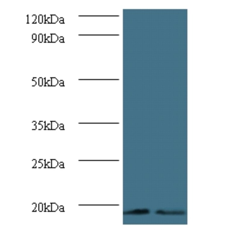 Histone H3.3 Polyclonal Antibody from Signalway Antibody (42256) - Antibodies.com