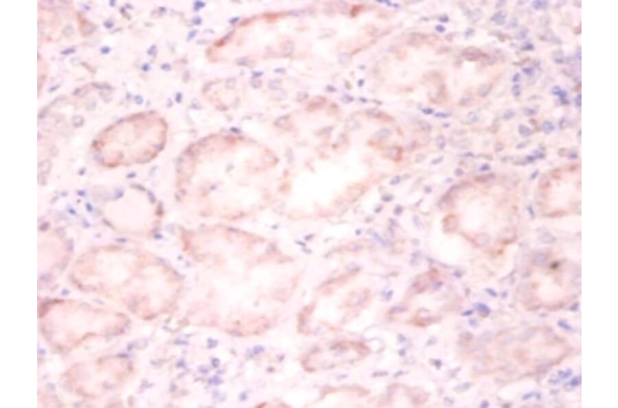Immunohistochemistry - Histone H3.3 Polyclonal Antibody from Signalway Antibody (42256) - Antibodies.com