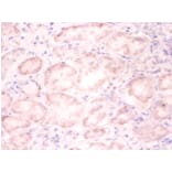 Immunohistochemistry - Histone H3.3 Polyclonal Antibody from Signalway Antibody (42256) - Antibodies.com