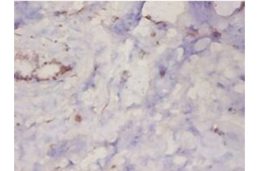 Immunohistochemistry - Protein DJ-1 Polyclonal Antibody from Signalway Antibody (42400) - Antibodies.com