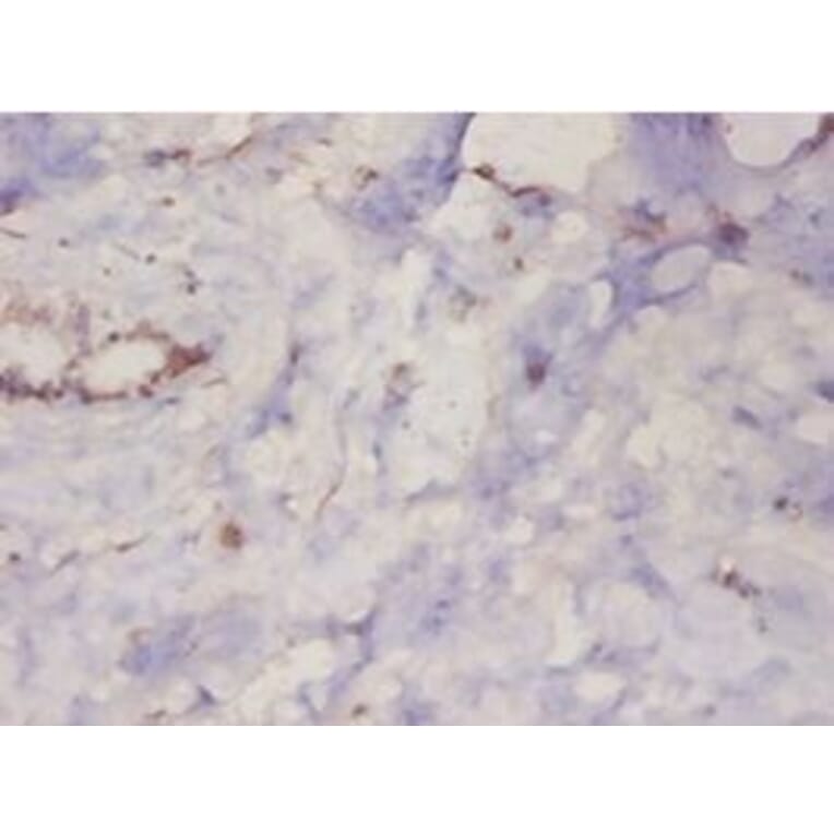 Immunohistochemistry - Protein DJ-1 Polyclonal Antibody from Signalway Antibody (42400) - Antibodies.com