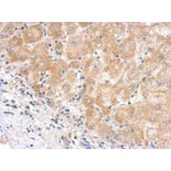 Immunohistochemistry - C5 antibody from Signalway Antibody (22973) - Antibodies.com