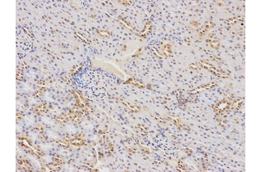 Immunohistochemistry - F9 Antibody from Signalway Antibody (32323) - Antibodies.com