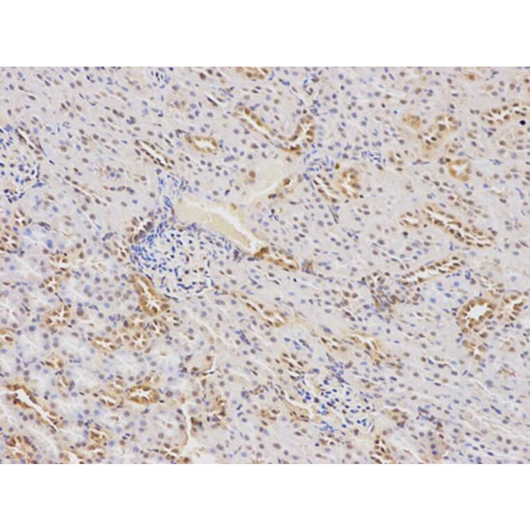 Immunohistochemistry - F9 Antibody from Signalway Antibody (32323) - Antibodies.com