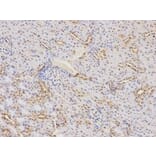 Immunohistochemistry - F9 Antibody from Signalway Antibody (32323) - Antibodies.com