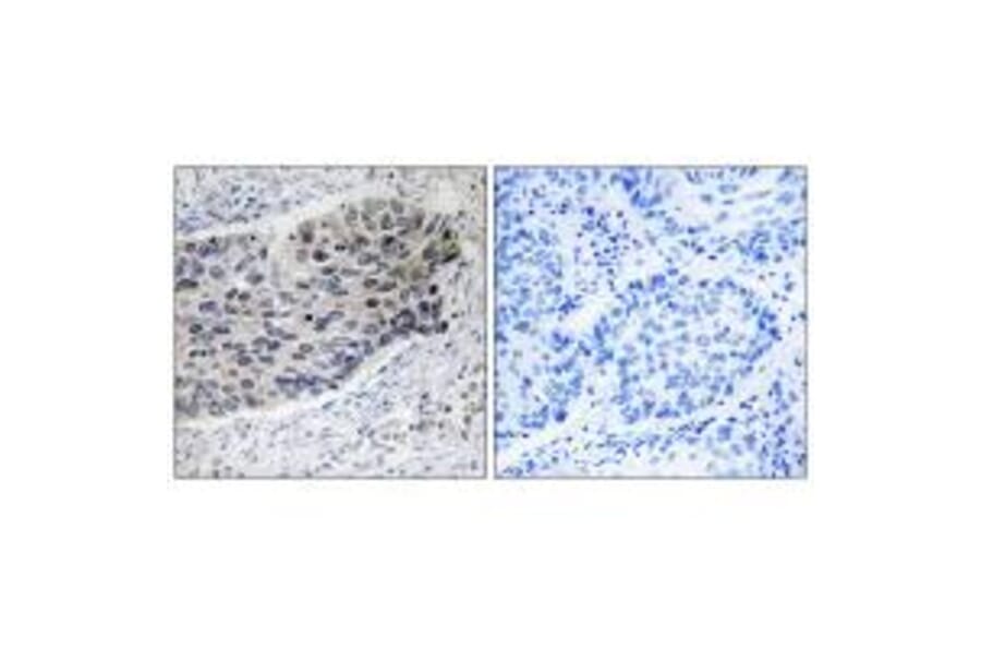 Immunohistochemistry - PC Antibody from Signalway Antibody (34943) - Antibodies.com