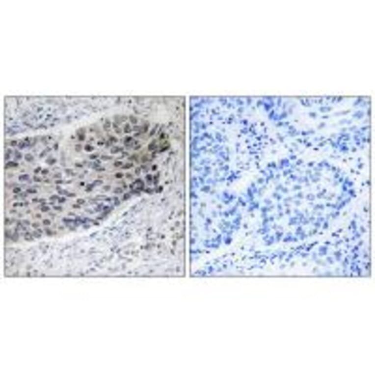 Immunohistochemistry - PC Antibody from Signalway Antibody (34943) - Antibodies.com
