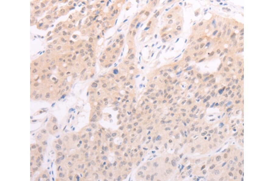 Immunohistochemistry - F7 Antibody from Signalway Antibody (35954) - Antibodies.com