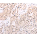 Immunohistochemistry - F7 Antibody from Signalway Antibody (35954) - Antibodies.com