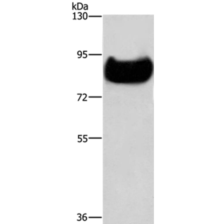 TF Antibody from Signalway Antibody (36753) - Antibodies.com