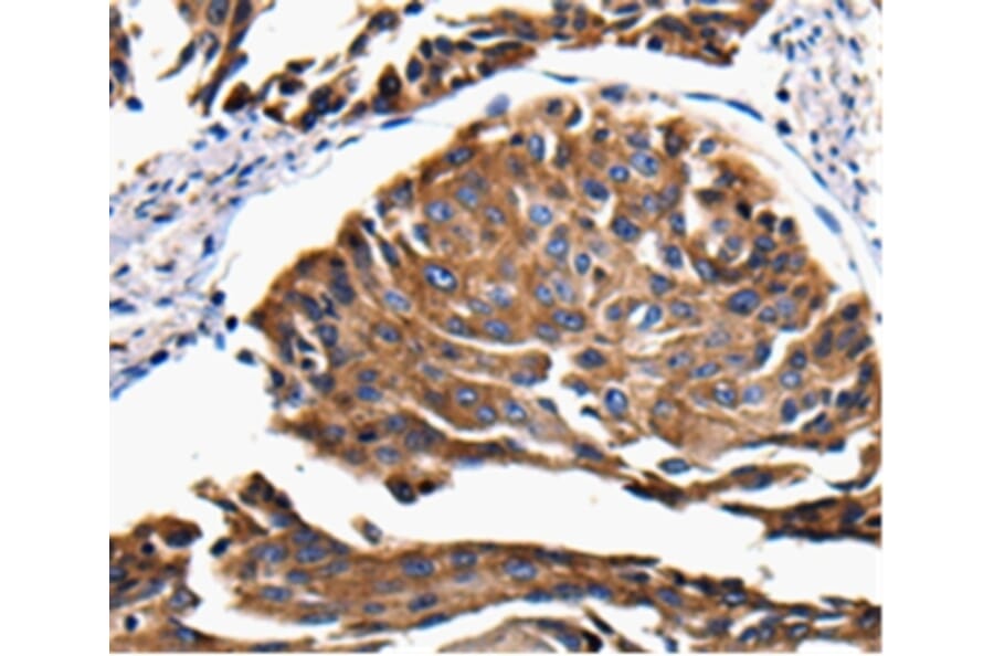 Immunohistochemistry - TF Antibody from Signalway Antibody (36753) - Antibodies.com
