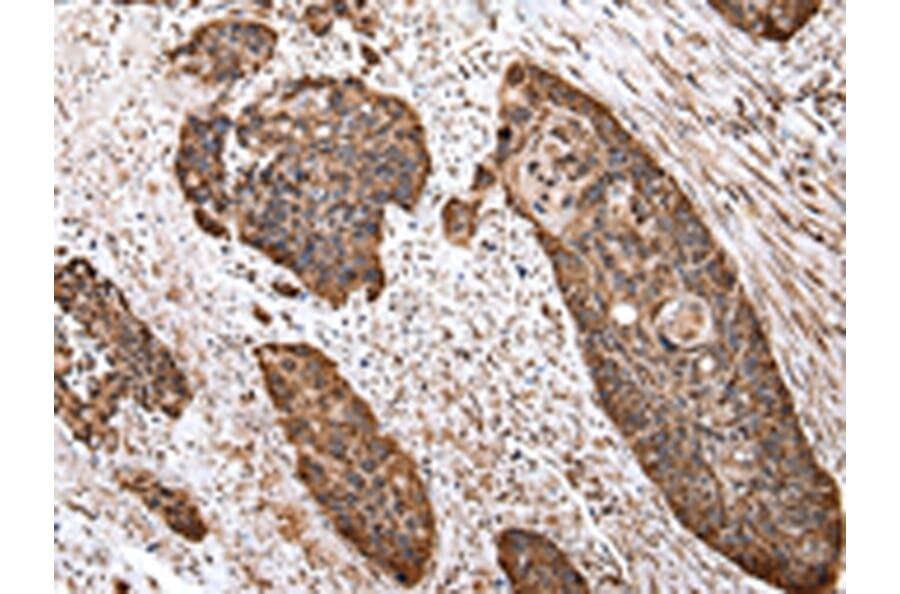 Immunohistochemistry - CS Antibody from Signalway Antibody (43035) - Antibodies.com