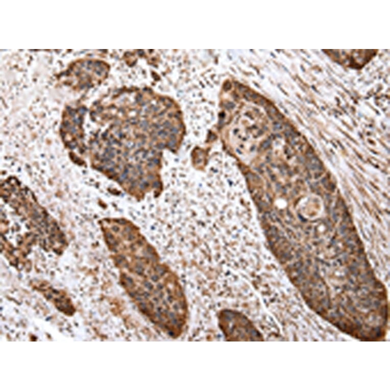 Immunohistochemistry - CS Antibody from Signalway Antibody (43035) - Antibodies.com