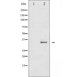 Western blot - FOS B antibody from Signalway Antibody (29246) - Antibodies.com