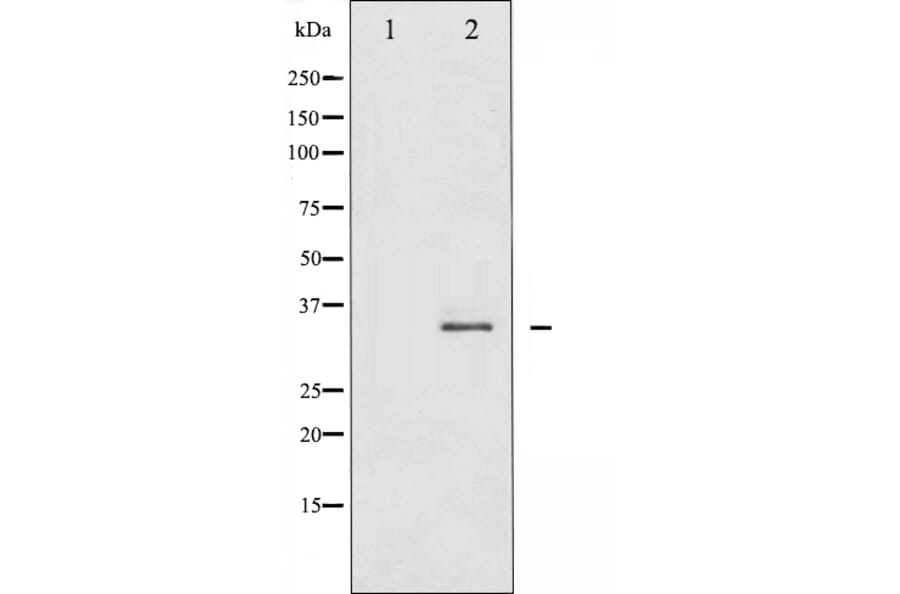Western blot - FOS B antibody from Signalway Antibody (29246) - Antibodies.com