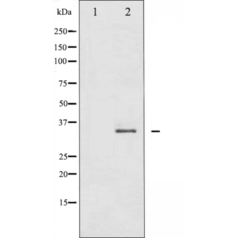 Western blot - FOS B antibody from Signalway Antibody (29246) - Antibodies.com