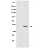 Western blot - FOS B antibody from Signalway Antibody (29246) - Antibodies.com