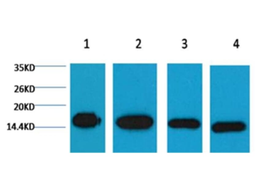 Western blot - Histone H3 Mouse Monoclonal Antibody from Signalway Antibody (37988) - Antibodies.com