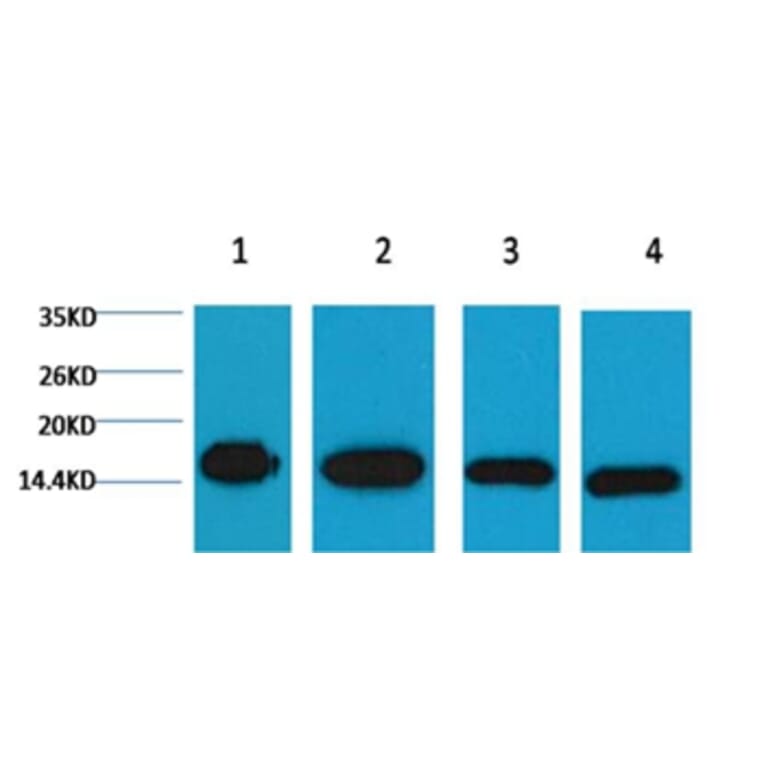 Western blot - Histone H3 Mouse Monoclonal Antibody from Signalway Antibody (37988) - Antibodies.com