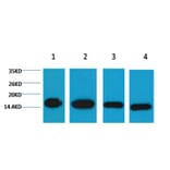 Western blot - Histone H3 Mouse Monoclonal Antibody from Signalway Antibody (37988) - Antibodies.com