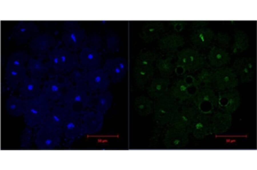 Histone H3 Mouse Monoclonal Antibody from Signalway Antibody (37988) - Antibodies.com