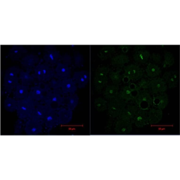 Histone H3 Mouse Monoclonal Antibody from Signalway Antibody (37988) - Antibodies.com
