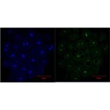 Histone H3 Mouse Monoclonal Antibody from Signalway Antibody (37988) - Antibodies.com