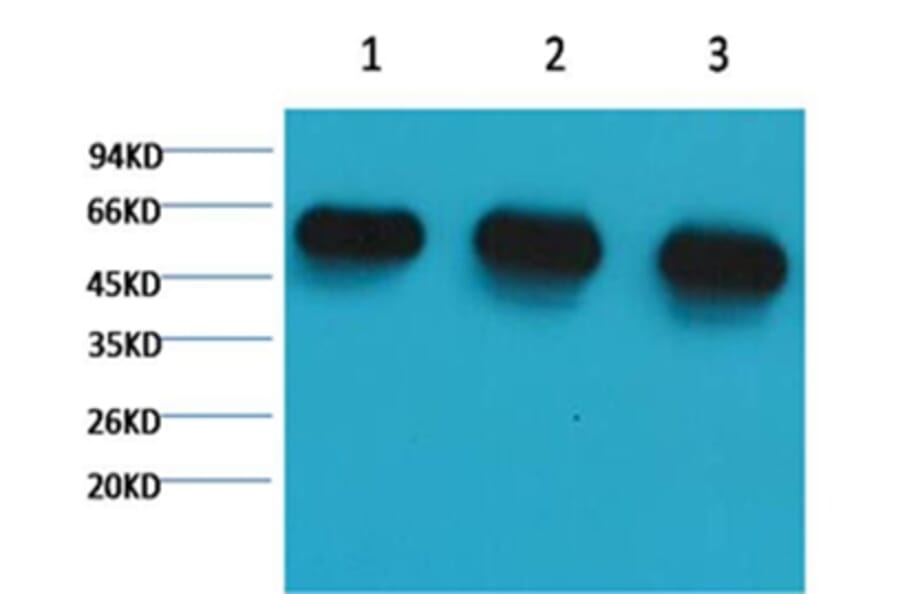 Western blot - α-tubulin Mouse Monoclonal Antibody from Signalway Antibody (37981) - Antibodies.com