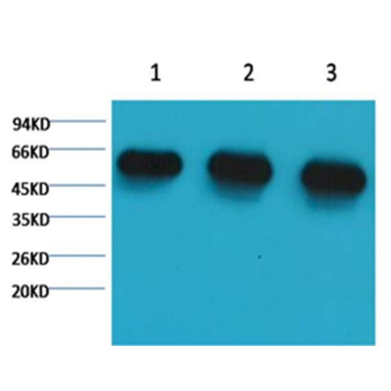 Western blot - α-tubulin Mouse Monoclonal Antibody from Signalway Antibody (37981) - Antibodies.com