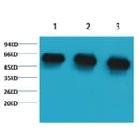 Western blot - α-tubulin Mouse Monoclonal Antibody from Signalway Antibody (37981) - Antibodies.com