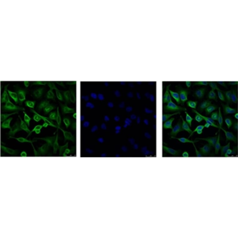 α-tubulin Mouse Monoclonal Antibody from Signalway Antibody (37981) - Antibodies.com