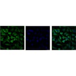 α-tubulin Mouse Monoclonal Antibody from Signalway Antibody (37981) - Antibodies.com