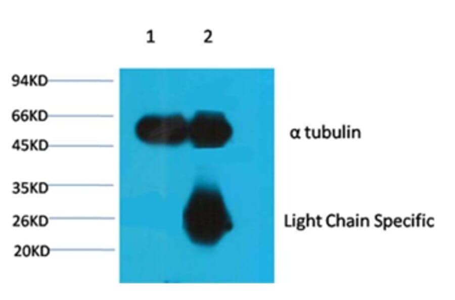 α-tubulin Mouse Monoclonal Antibody from Signalway Antibody (37981) - Antibodies.com