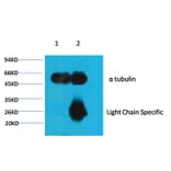 α-tubulin Mouse Monoclonal Antibody from Signalway Antibody (37981) - Antibodies.com