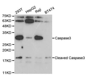 Western blot - CASP3 Antibody from Signalway Antibody (32628) - Antibodies.com