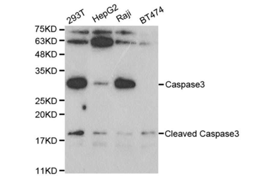 Western blot - CASP3 Antibody from Signalway Antibody (32628) - Antibodies.com