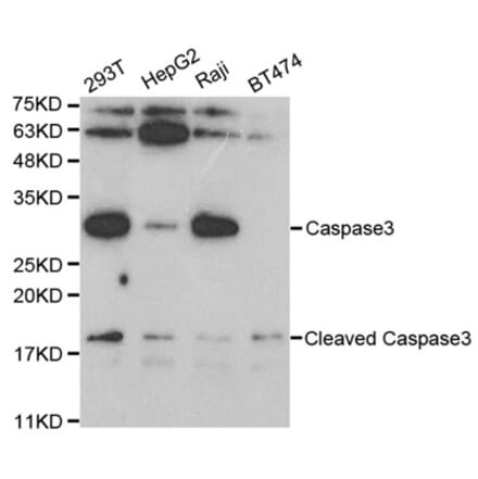 Western blot - CASP3 Antibody from Signalway Antibody (32628) - Antibodies.com