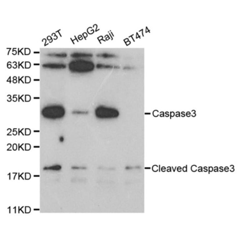 Western blot - CASP3 Antibody from Signalway Antibody (32628) - Antibodies.com
