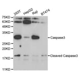 Western blot - CASP3 Antibody from Signalway Antibody (32628) - Antibodies.com