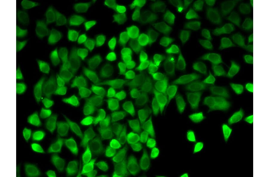 Immunofluorescence - CASP3 Antibody from Signalway Antibody (32628) - Antibodies.com