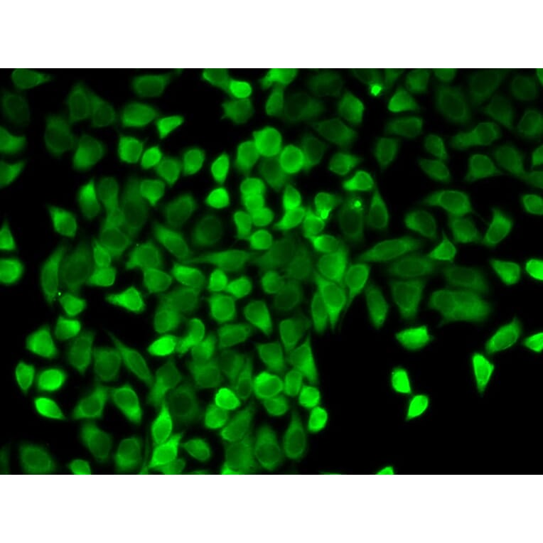 Immunofluorescence - CASP3 Antibody from Signalway Antibody (32628) - Antibodies.com